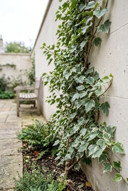 Hedera helix 'Glacier' Stämmchen