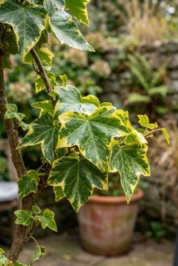 Hedera helix 'Golden Kolibri' am Stab