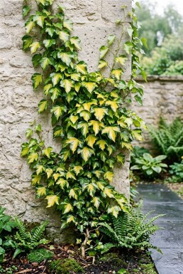 Hedera helix 'Goldheart' Gestäbt