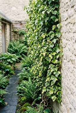 Hedera helix 'Goldheart' Gestäbt