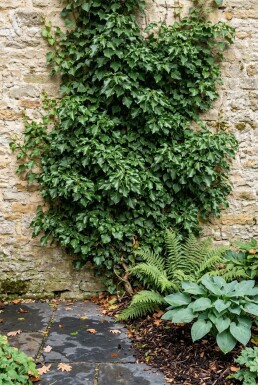 Hedera helix 'Green Ripple' am Stab