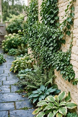 Hedera helix 'Green Ripple' am Stab