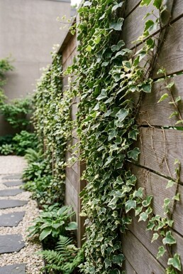 Hedera helix 'Kolibri' Stock