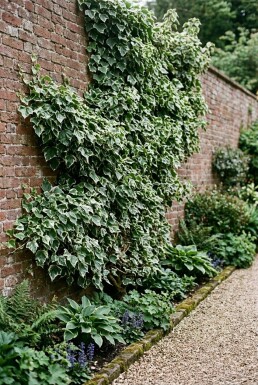 Hedera helix 'Margin. Elegantissima' Stämmchen