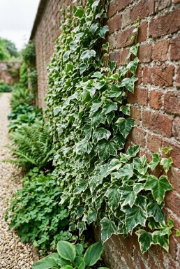 Hedera helix 'Margin. Elegantissima' Stämmchen
