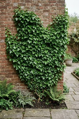 Hedera helix 'Plattensee' am Stab