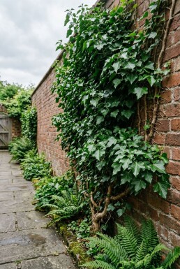 Hedera helix 'Plattensee' am Stab