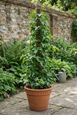 Hedera helix 'Sagittifolia' gestokt