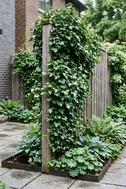 Hedera helix 'Shamrock' gestokt