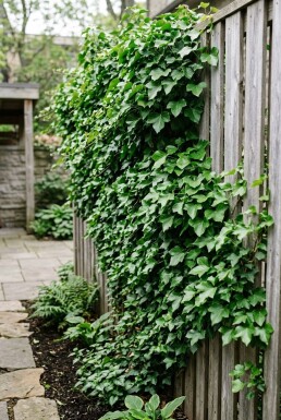 Hedera helix 'Shamrock' gestokt