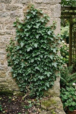Hedera helix 'Thorndale' gestokt