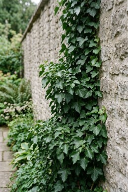 Hedera helix 'Thorndale' gestokt