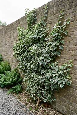 Hedera helix 'White Ripple' Stämmchen