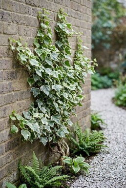 Hedera helix 'White Ripple' Stämmchen