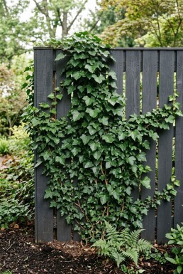 Hedera helix 'Woerner' Stab