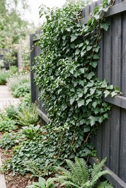 Hedera helix 'Woerner' Stab