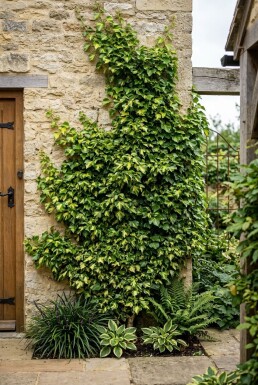 Hedera helix 'Yellow Ripple' Stab