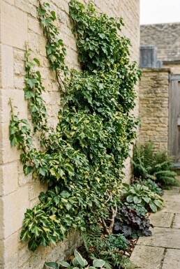 Hedera helix 'Yellow Ripple' Stab
