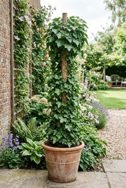 Hedera hibernica Stab