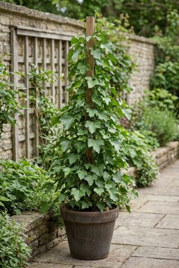 Hedera hibernica Stab