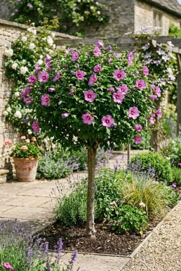 Hibiscus syriacus 'Eruption' Halbstamm