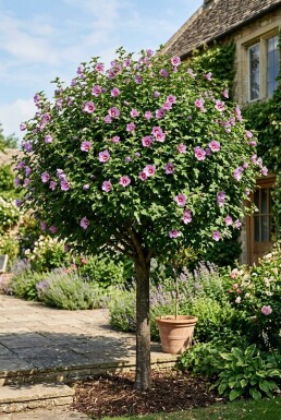 Hibiscus syriacus 'Eruption' Halbstamm