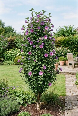 Hibiscus syriacus 'Flower Tower Purple' Aufrecht