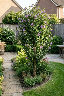 Hibiscus syriacus 'Flower Tower Purple' Aufrecht