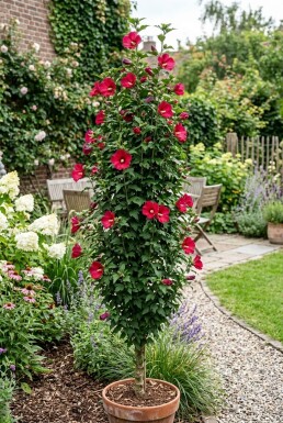 Hibiscus syriacus 'Flower Tower Ruby' Heister
