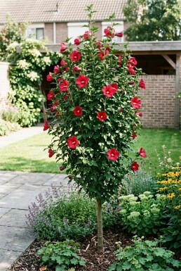 Hibiscus syriacus 'Flower Tower Ruby' Heister