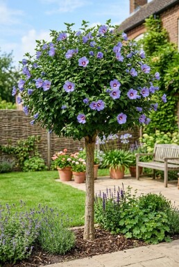Hibiscus syriacus 'Marina' Halbstamm