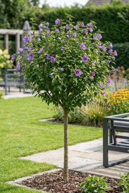 Hibiscus syriacus 'Marina' Halbstamm