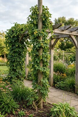 Humulus lupulus am Stab
