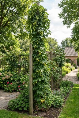 Humulus lupulus am Stab