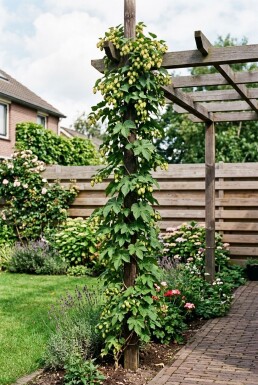 Humulus lupulus 'Golding' Stab