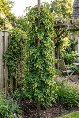 Humulus lupulus 'Herculus' Stab Hopfen