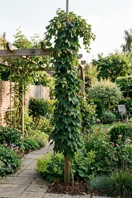 Humulus lupulus 'Nordbrau' Stab