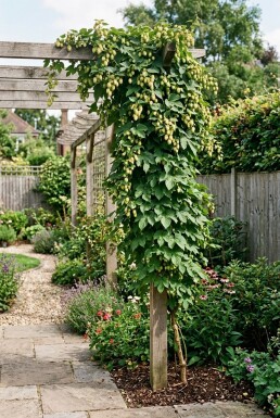 Humulus lupulus 'Nordbrau' Stab