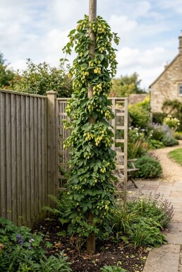 Humulus lupulus 'Pioneer' Stab