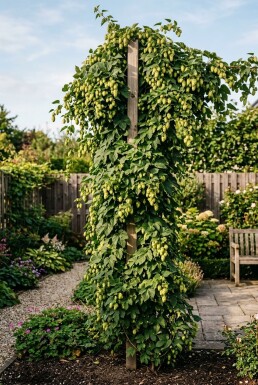 Humulus lupulus 'Pioneer' Stab