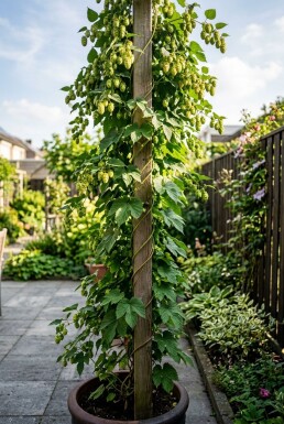 Humulus lupulus 'Prima Donna'® Stab