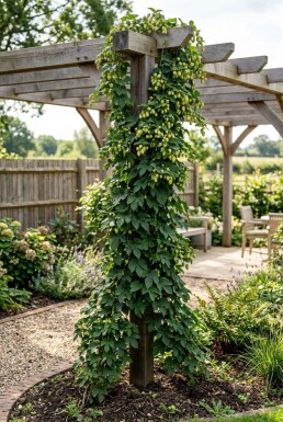 Humulus lupulus 'Target' gestäbt