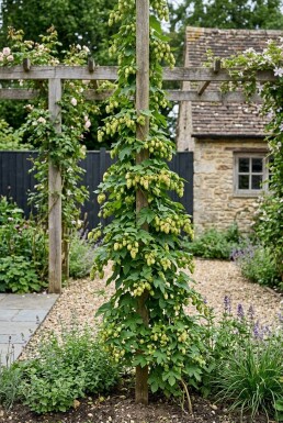 Humulus lupulus 'Target' gestäbt