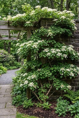 Hydrangea anomala subsp. petiolaris