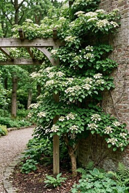 Hydrangea anomala subsp. petiolaris Stab