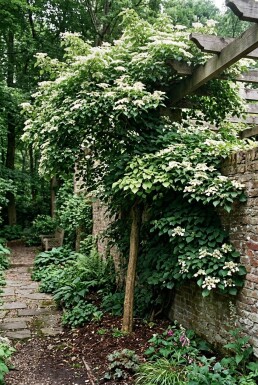 Hydrangea anomala subsp. petiolaris Stab