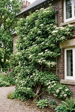 Hydrangea anomala subsp. petiolaris Beere
