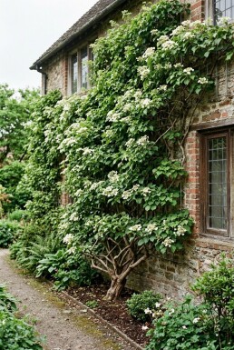 Hydrangea anomala subsp. petiolaris Beere