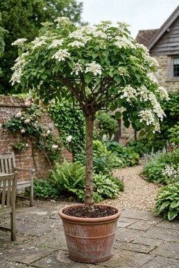 Hydrangea anomala subsp. petiolaris Aufstammung