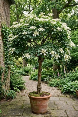 Hydrangea anomala subsp. petiolaris Aufstammung